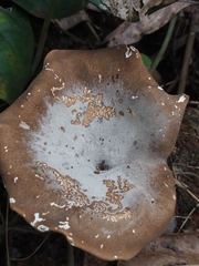 Pleurotus tuber-regium