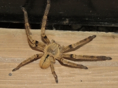 Polybetes pythagoricus