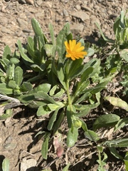 Calendula