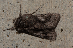 Behrensia conchiformis