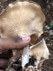Pleurotus tuber-regium