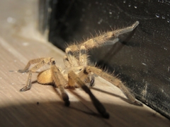 Polybetes pythagoricus