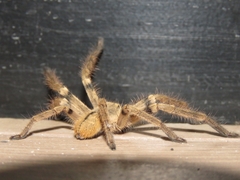 Polybetes pythagoricus