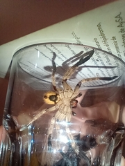 Polybetes pythagoricus