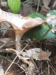 Pleurotus tuber-regium