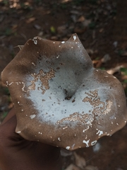 Pleurotus tuber-regium