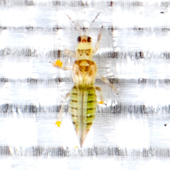 Sericothripidae