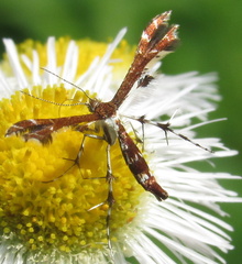 Geina tenuidactylus