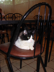 Felis catus