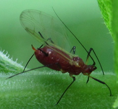 Uroleucon nigrotuberculatum