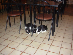 Felis catus