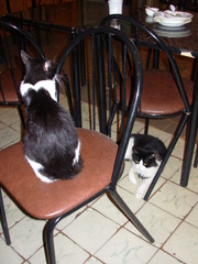 Felis catus