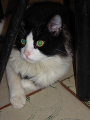 Felis catus