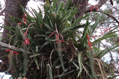 Aechmea bracteata