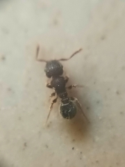 Tetramorium walshi