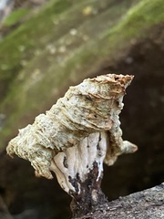 Cymatoderma