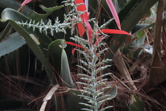 Aechmea bracteata