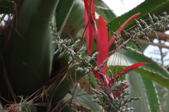 Aechmea bracteata