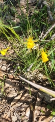 Narcissus bulbocodium