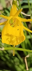 Narcissus bulbocodium