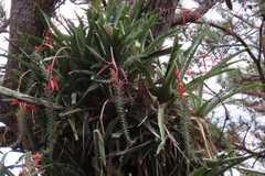 Aechmea bracteata