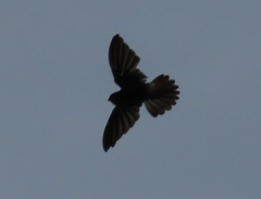 Aerodramus spodiopygius