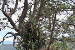 Aechmea bracteata