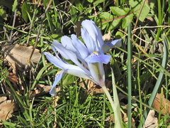 Iris histrio
