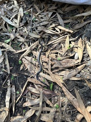 Cacophis squamulosus