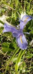 Iris planifolia