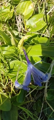 Iris planifolia