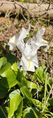 Iris planifolia