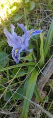Iris planifolia