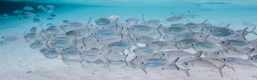 Eye of the sea (Selar boops) — Carangidae — 4