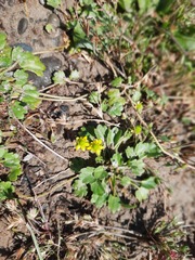 Halerpestes sarmentosa