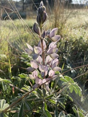 Lupinus palaestinus