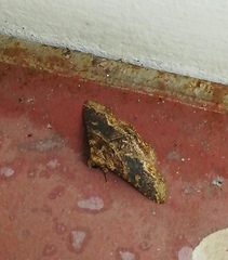 Pericyma cruegeri