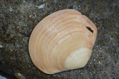 Semele