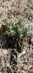 Petrosedum sediforme