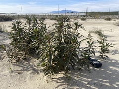 Eriodictyon trichocalyx