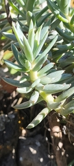 Petrosedum sediforme