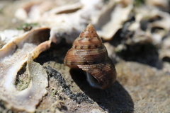 Calliostoma gloriosum