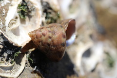 Calliostoma gloriosum