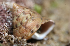 Calliostoma gloriosum