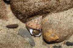 Calliostoma gloriosum