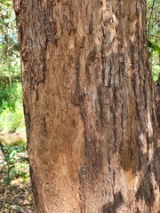 Eucalyptus microcorys