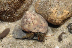 Calliostoma gloriosum