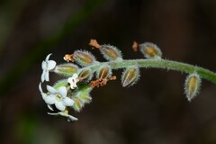 Myosotis australis