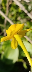 Narcissus jonquilla