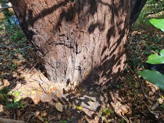 Eucalyptus microcorys